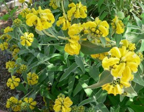 Jeruzsálemi zsálya - Macskahere, Phlomis fruticosa, etnobotanika